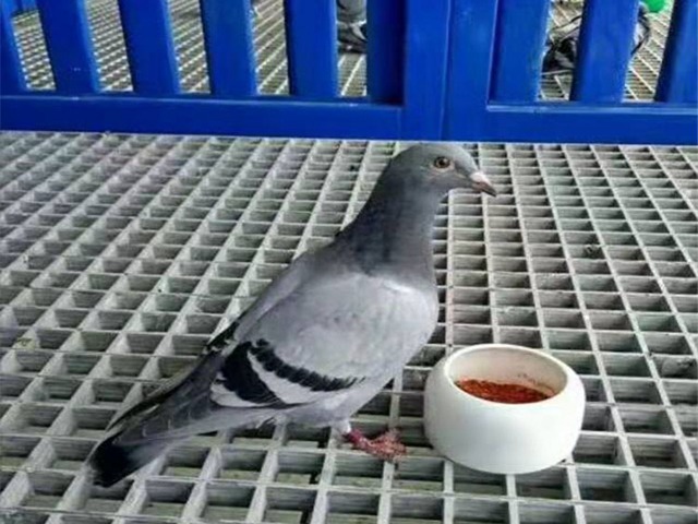 养殖鸽舍格栅