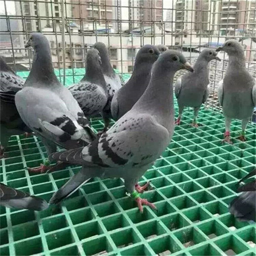 养殖厂用玻璃钢格栅尺寸@养殖用鸽舍地网